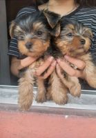 YorkiePoo Puppies for sale in Bakersfield, CA, USA. price: $500