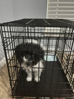 YorkiePoo Puppies for sale in Baytown, TX, USA. price: $2,200