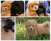 YorkiePoo Puppies for sale in Tampa, FL, USA. price: $1,000