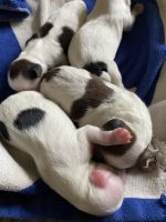 YorkiePoo Puppies Photos