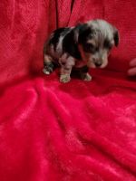 YorkiePoo Puppies for sale in Gallup, NM, USA. price: $2,750