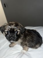 YorkiePoo Puppies for sale in Bakersfield, California. price: $800