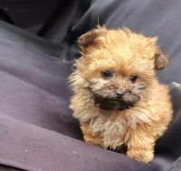 YorkiePoo Puppies for sale in Hurricane, WV, USA. price: $700