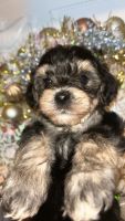 YorkiePoo Puppies for sale in Boston, Massachusetts. price: $1,200