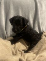 YorkiePoo Puppies for sale in Chester, Virginia. price: $1,200