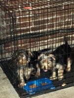 YorkiePoo Puppies for sale in Atlanta, Georgia. price: $2,500