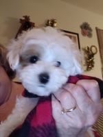 YorkiePoo Puppies for sale in Caledonia, Missouri. price: $70,000