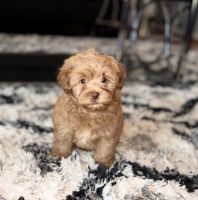 YorkiePoo Puppies for sale in Baltimore, Maryland. price: $1,250