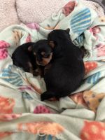 YorkiePoo Puppies for sale in Los Banos, CA 93635, USA. price: $1,800