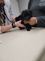YorkiePoo Puppies for sale in Stone Mountain, Georgia. price: $95,000