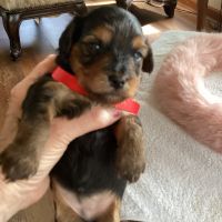 YorkiePoo Puppies for sale in Evans, Georgia. price: $1,800