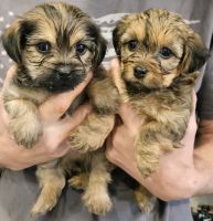 YorkiePoo Puppies for sale in Franklin, Virginia. price: NA