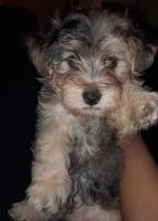YorkiePoo Puppies for sale in Shelby, NC, USA. price: $1,200