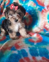 YorkiePoo Puppies for sale in Shelby, NC, USA. price: $1,500