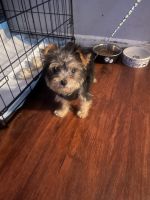 YorkiePoo Puppies for sale in New Haven, Connecticut. price: $800