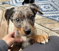 YorkiePoo Puppies for sale in Toledo, Ohio. price: $450