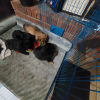 YorkiePoo Puppies for sale in Oxford, Mississippi. price: $3,200