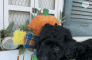 YorkiePoo Puppies for sale in Washington Court House, OH 43160, USA. price: $700