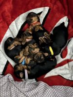 YorkiePoo Puppies for sale in Albertville, AL 35951, USA. price: $600