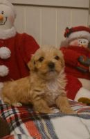 YorkiePoo Puppies for sale in Hot Springs, AR, USA. price: $1,000
