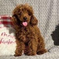 Adorable Poodle Princess looking for lovely home