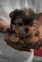 YorkiePoo Puppies for sale in Oklahoma City, OK, USA. price: $500