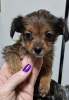 Yorkillon Puppies for sale in Topeka, KS, USA. price: $650