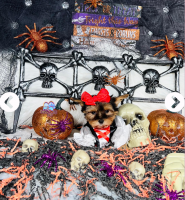 约克夏 小狗出售Chicago, IL, USA。价格：$3,000