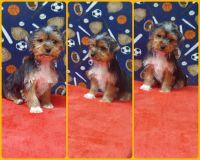 Yorkshire Terrier Puppies for sale in Milan, MO 63556, USA. price: $525