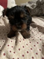 Yorkshire Terrier Puppies for sale in The Woodlands, Texas. price: $2,500