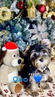Yorkshire Terrier Puppies for sale in Las Vegas, Nevada. price: $2,100