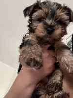 Yorkshire Terrier Puppies for sale in Beaumont, California. price: $800