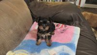 Yorkshire Terrier Puppies for sale in IN-3, Kendallville, IN, USA. price: $2,000