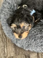 Yorkshire Terrier Puppies for sale in Madison, Alabama. price: $2,000