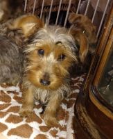 Yorkshire Terrier Puppies for sale in Sacramento, California. price: $850