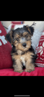 Yorkshire Terrier Puppies for sale in Fountain Valley, California. price: $1,200