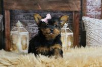 Yorkshire Terrier Puppies for sale in Beverly Hills, California. price: $2,500