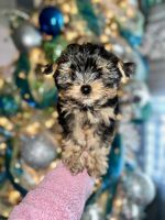 Yorkshire Terrier Puppies for sale in Chula Vista, California. price: $1,500