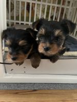 Yorkshire Terrier Puppies for sale in Shreveport, Louisiana. price: $1,000