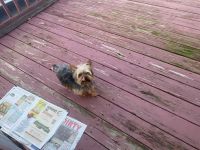 Yorkshire Terrier Puppies for sale in Smithtown, NY, USA. price: $3,000