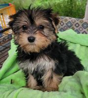 Yorkshire Terrier Puppies for sale in Sherman, Texas. price: $70,000