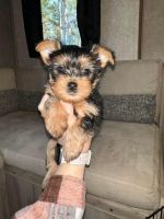 Yorkshire Terrier Puppies for sale in Honea Path, South Carolina. price: $1,000