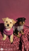 Yorkshire Terrier Puppies for sale in Louisville, Kentucky. price: $700