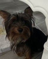 Yorkshire Terrier Puppies for sale in Kissimmee, Florida. price: $1,800