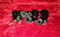 Yorkshire Terrier Puppies for sale in Marietta, OH 45750, USA. price: $1,500