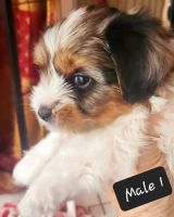 Yorkshire Terrier Puppies for sale in Fairfax, Virginia. price: $1,200