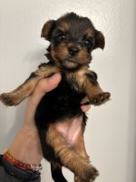 Yorkshire Terrier Puppies for sale in San Diego, California. price: $2,800