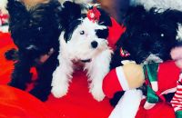 Yorkshire Terrier Puppies for sale in Rahway, NJ 07065, USA. price: $3,500