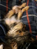 Yorkshire Terrier Puppies for sale in Lumberton, North Carolina. price: $350
