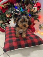 Yorkshire Terrier Puppies for sale in Hialeah Gardens, Florida. price: $700